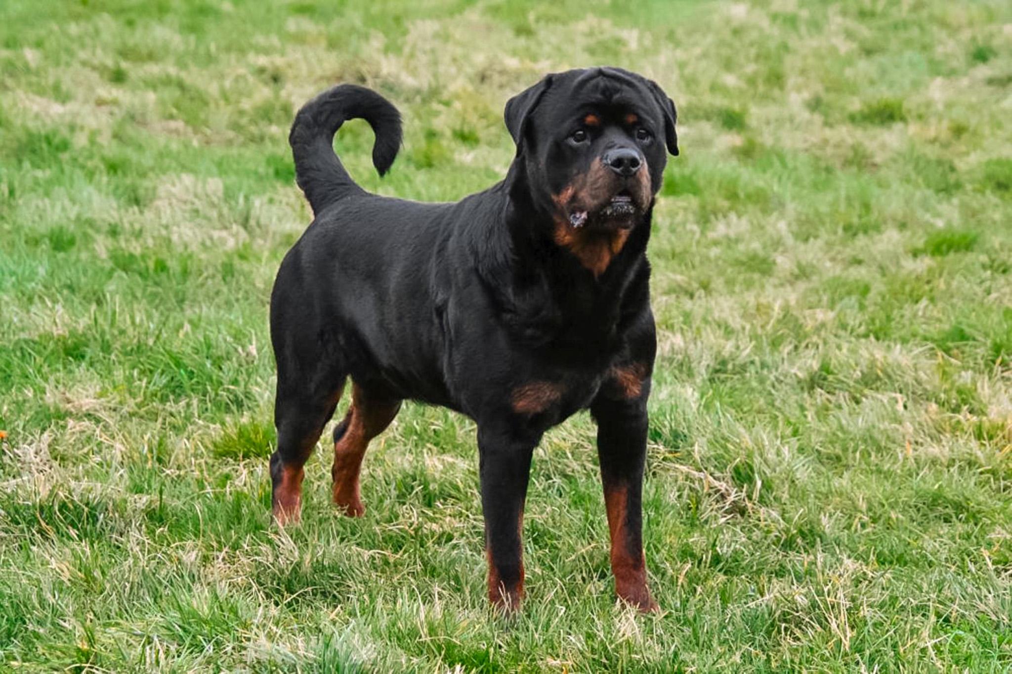 Rottweiler dekreu Rottweiler dekreu aangeboden in België.