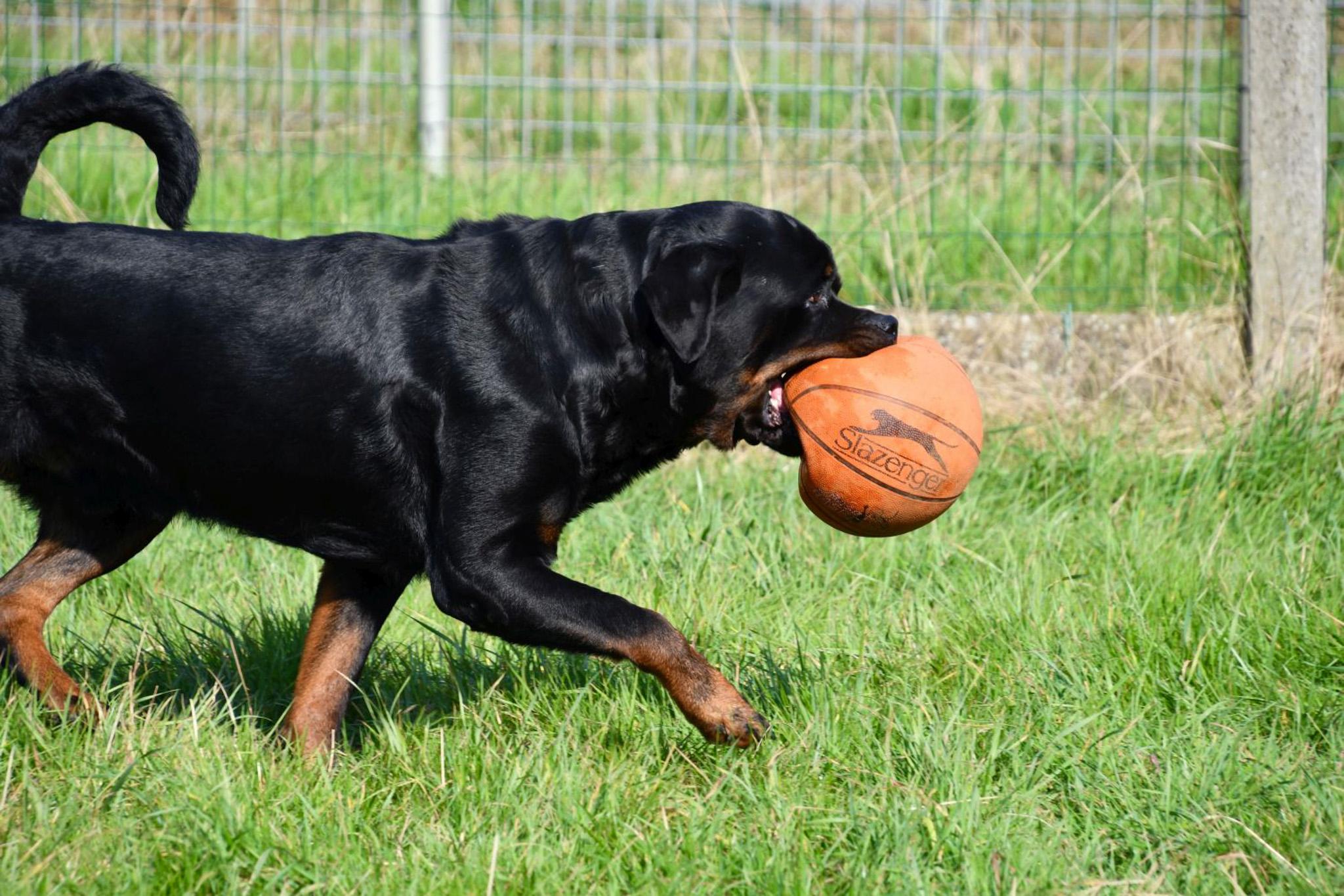 Rottweiler dekreu Rottweiler dekreu aangeboden in België.