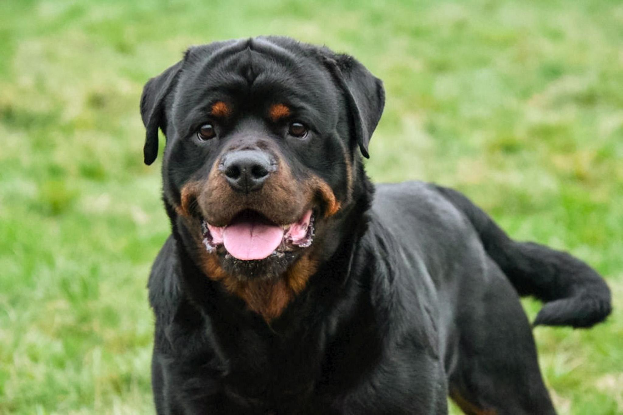 Rottweiler dekreu Rottweiler dekreu aangeboden in België.
