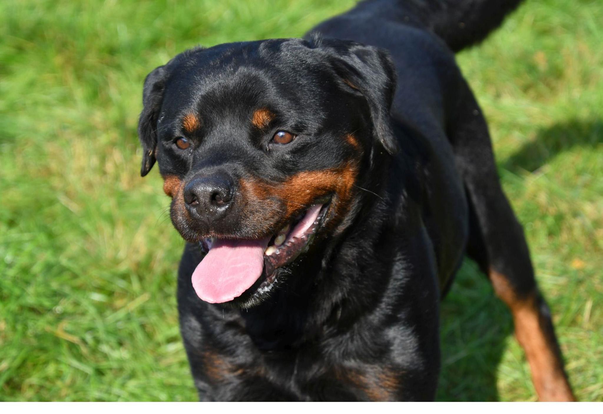 Rottweiler dekreu Rottweiler dekreu aangeboden in België.
