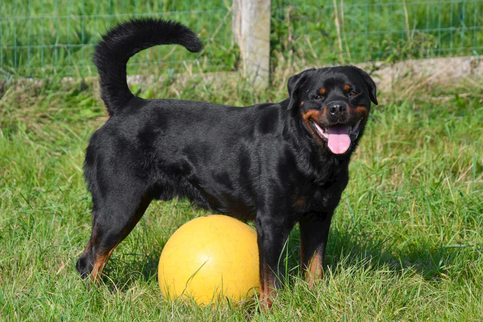 Rottweiler dekreu Rottweiler dekreu aangeboden in België.