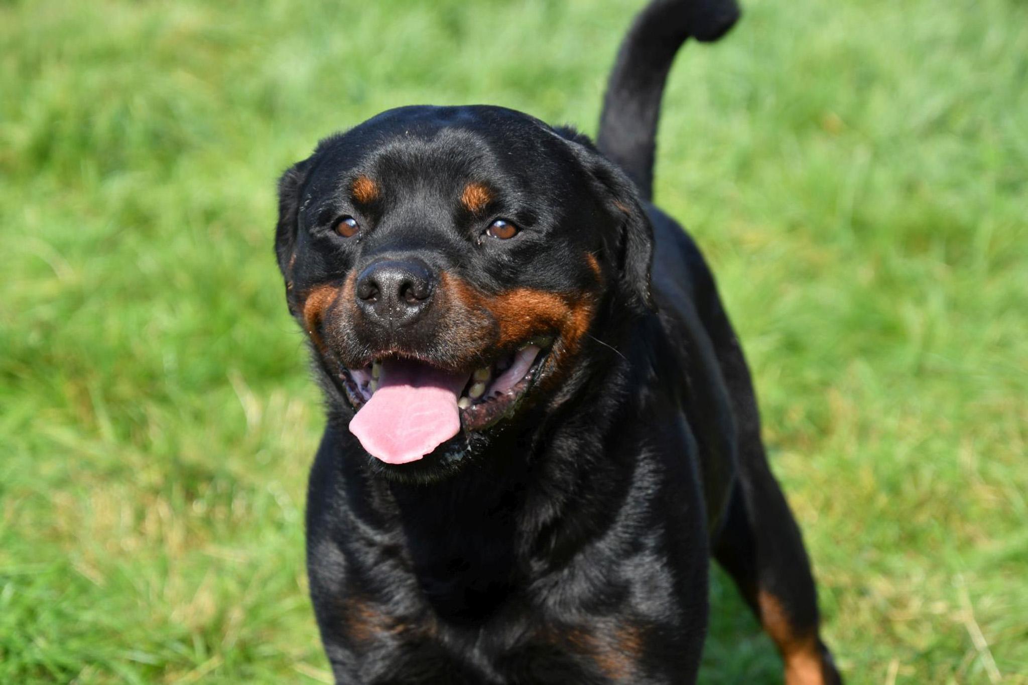 Rottweiler dekreu Rottweiler dekreu aangeboden in België.