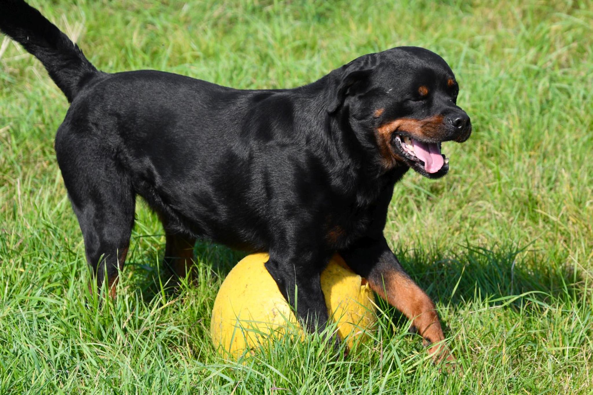 Rottweiler dekreu Rottweiler dekreu aangeboden in België.