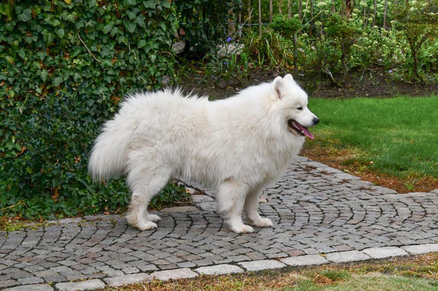 Samojeed dekreu Samojeed dekreu met stamboom aangeboden in België.