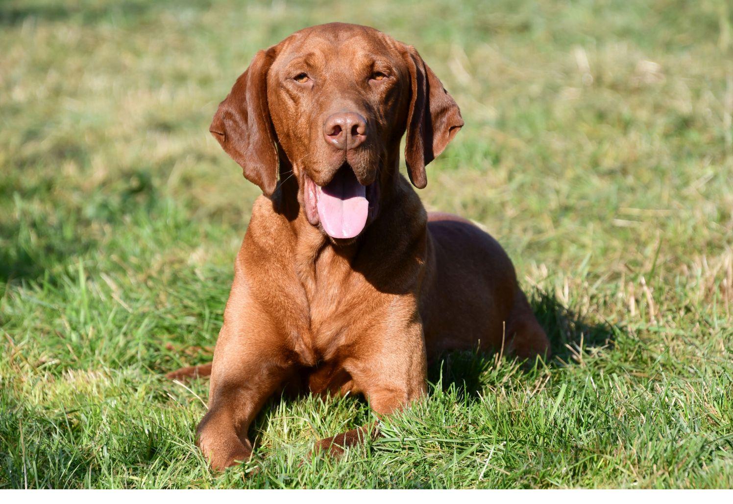 Vizsla dekreu Vizsla dekreu aangeboden in België.