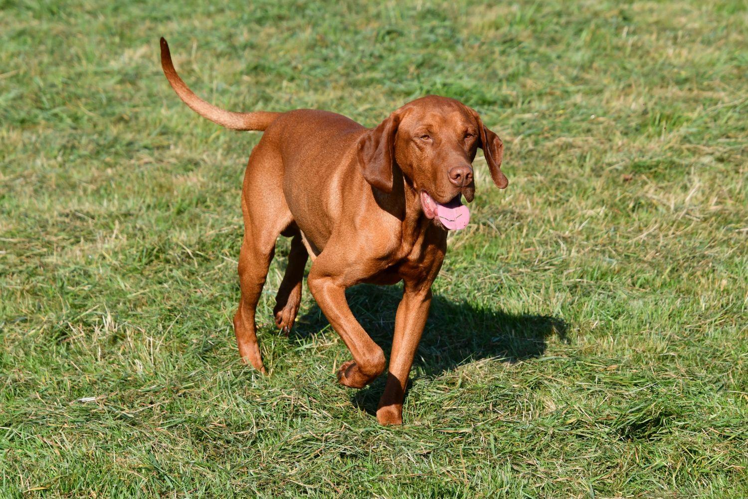 Vizsla dekreu Vizsla dekreu aangeboden in België.