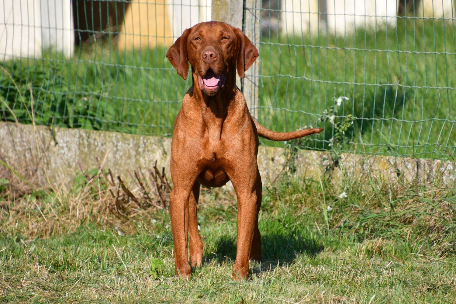 Vizsla dekreu Vizsla dekreu aangeboden in België.