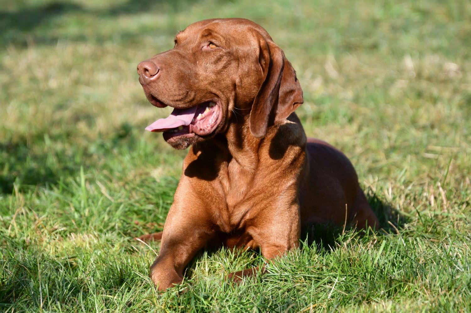 Vizsla dekreu Vizsla dekreu aangeboden in België.