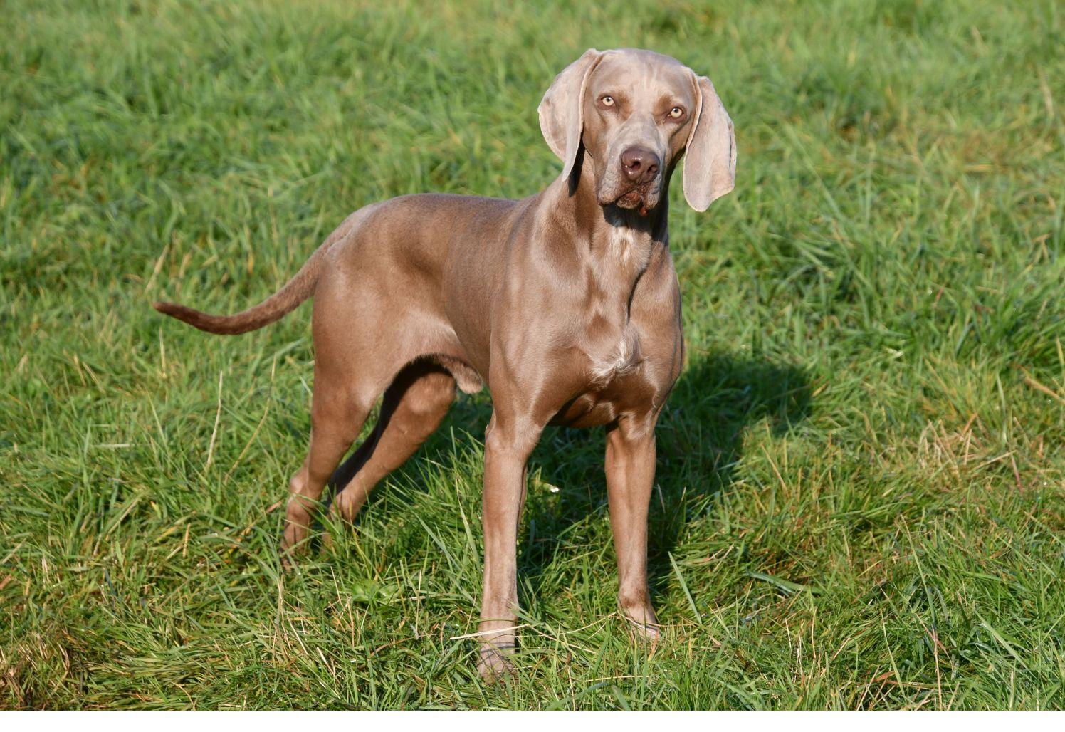 Weimaraner dekreu Weimaraner dekreu aangeboden in België.
