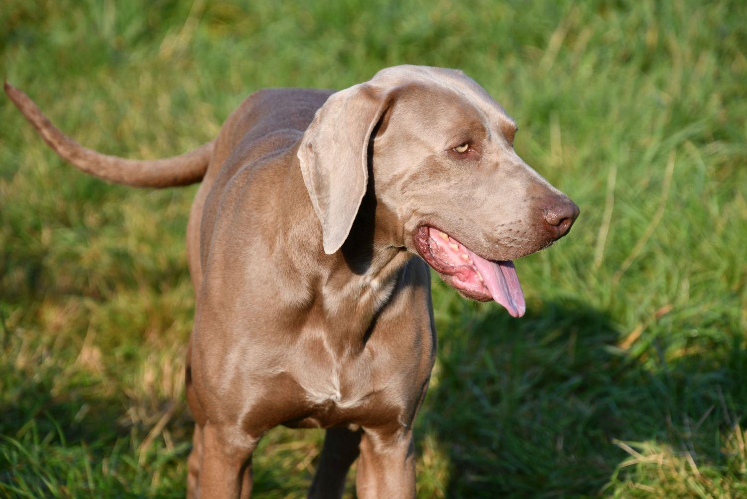 Weimaraner dekreu Weimaraner dekreu aangeboden in België.