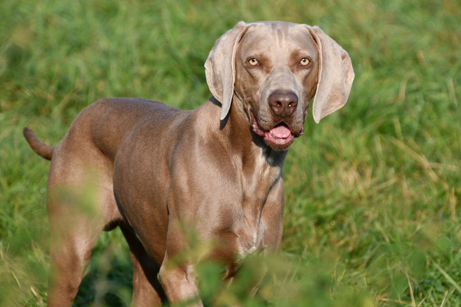 Weimaraner dekreu Weimaraner dekreu aangeboden in België.