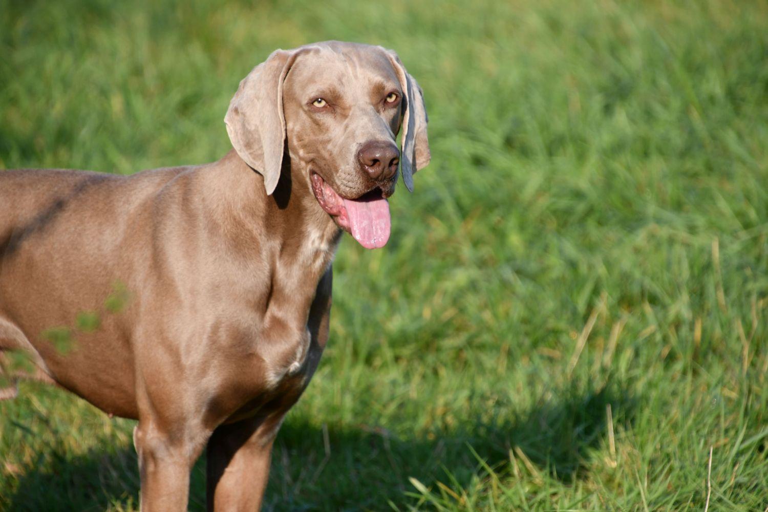Weimaraner dekreu Weimaraner dekreu aangeboden in België.