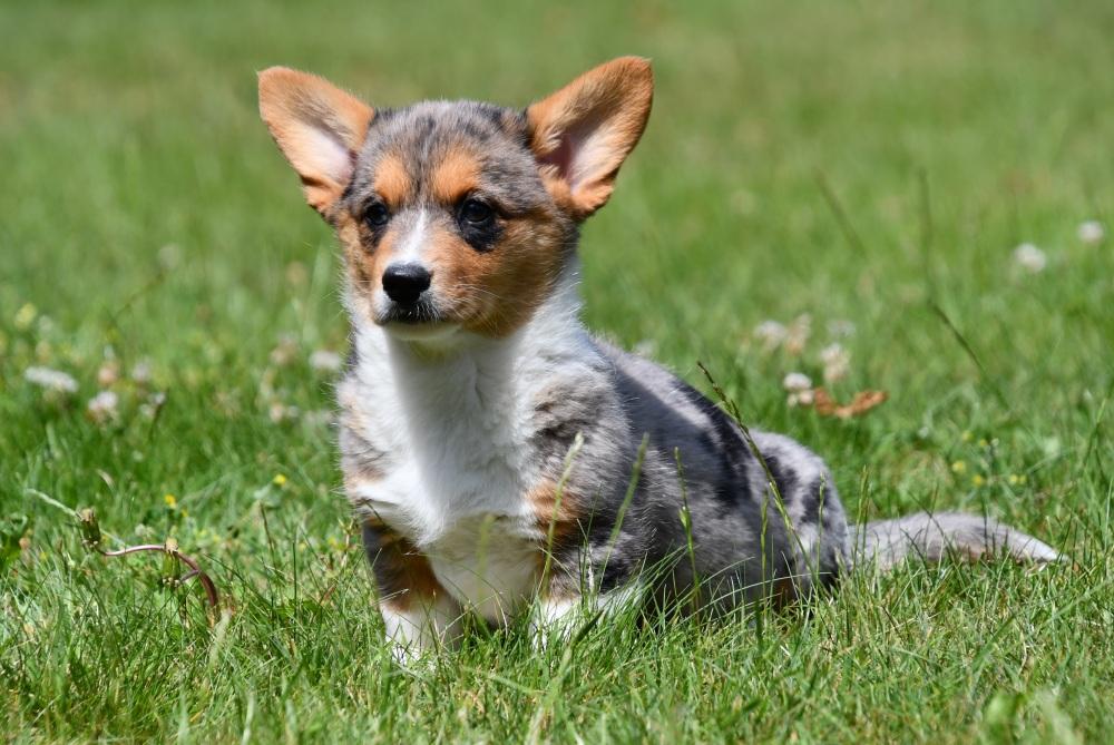 Welsh Corgi Cardigan pup klaar om naar zijn nieuwe gezin te gaan Na een liefdevolle start bij onze fokkerij vertrekken de Welsh Corgi Cardigan pups goed voorbereid naar hun nieuwe thuis. Ze zijn sociaal, speels en klaar om iemands hart te veroveren.
